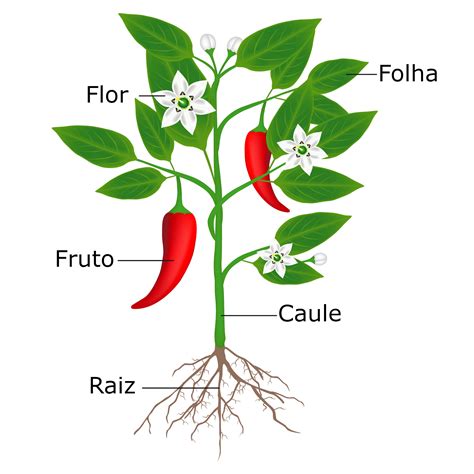 Quando Um Orgao Vegetal Apresenta Uma Elevacao Na Producao