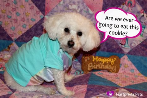 Happy 7th Birthday Delia Heartprints Pets
