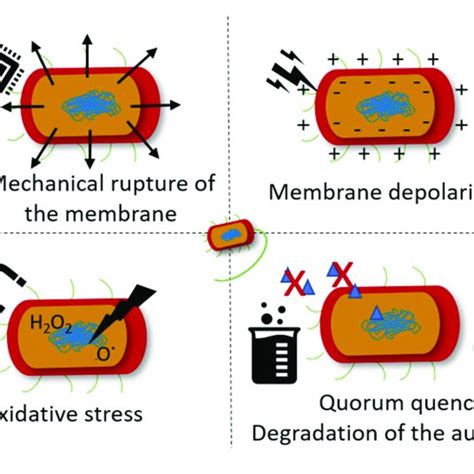 stimuli  bacteria sense   mechanism  action