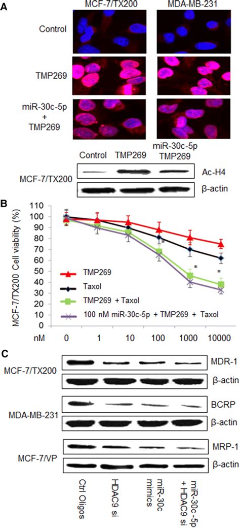 The Mir P Hdac Pathway Regulates Chemoresistance Of Breast Cancer