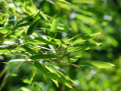 images tree branch sunlight leaf flower green produce