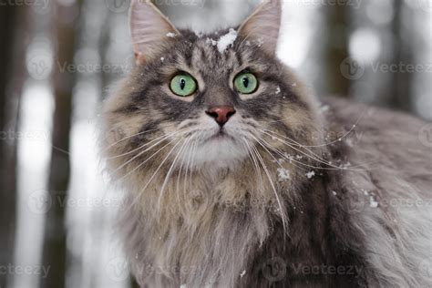 Portrait snow-covered cat with big green eyes. Gray fluffy cat looking