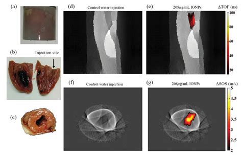 Ex Vivo Tissue Phantom Imaging A C The Imaged Phantom Consisting Download Scientific