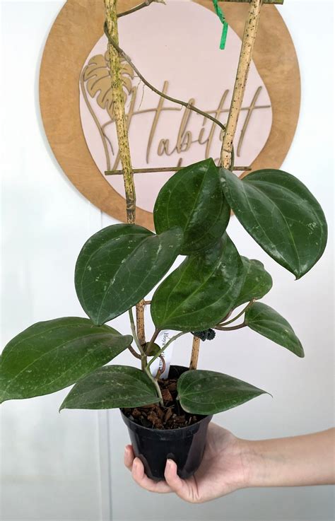 Hoya Latifolia Sarawak Etsy