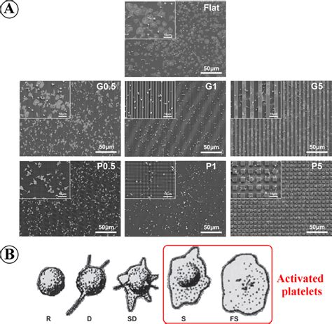 A Sem Images Of Adherent Platelets On Various Patterned Surfaces