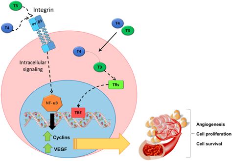 The Integrin V Receptor And Thyroxine Ibs Fibromyalgia Cfs Me