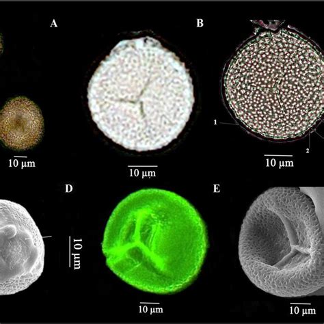 Plant Spore Diagram