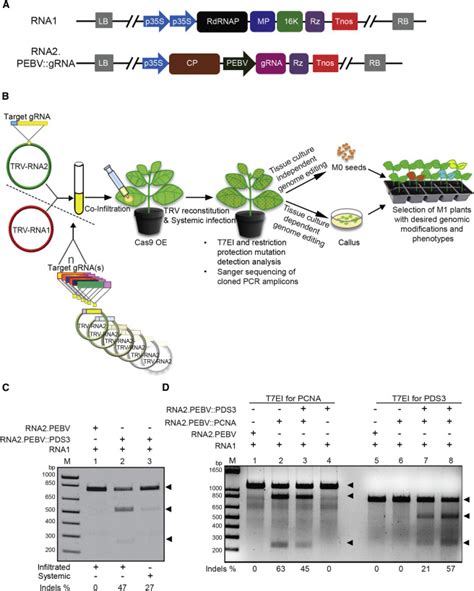 Efficient Virus Mediated Genome Editing In Plants Using The Crisprcas9