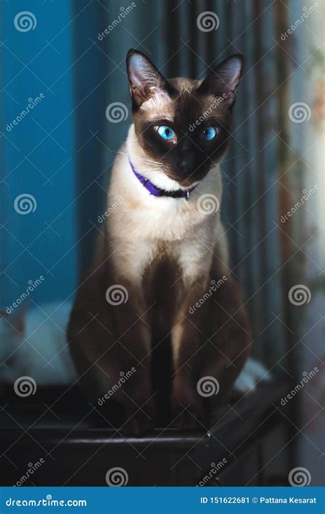 Gato Siam S Con Los Ojos Azules Imagen De Archivo Imagen De Azul