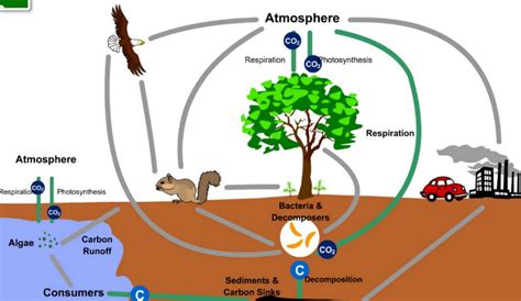 Pengertian Jenis Dan Proses Tahapan Siklus Karbon Ilmu Pengetahuan Dasar