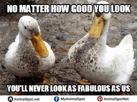 Ducks Meme Subido Por Memelord713 Memedroid