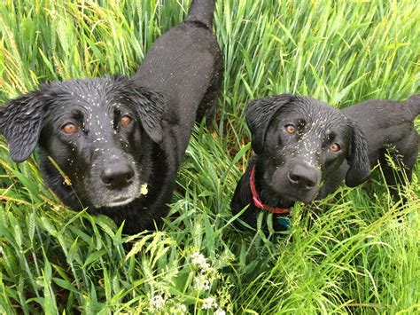 Grass Seeds In Dogs Pdsa