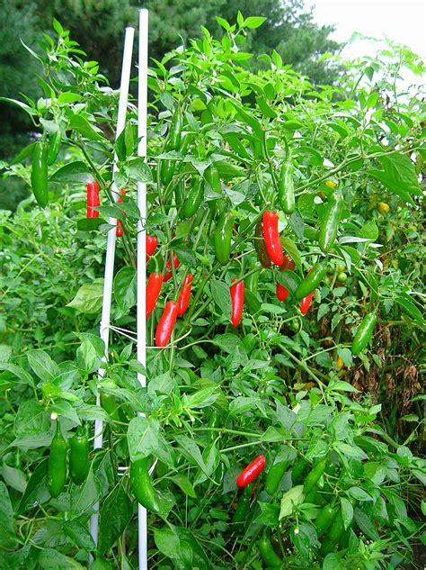 Serrano pepper - Wikipedia