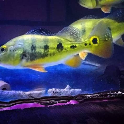 Produk Babe Predatorfish Shopee Indonesia