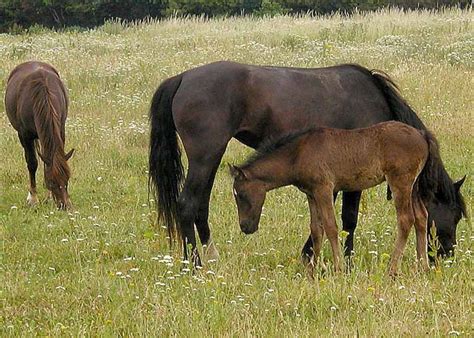 categoryhorse breeding wikimedia commons
