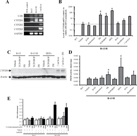 B 13 H Cells Express The CAR And Robustly Induce CYP2B1 MRNA In