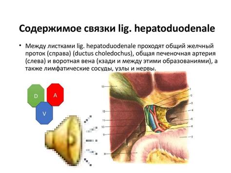Топографо-анатомические особенности брюшинной полости - презентация онлайн