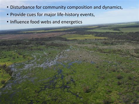 Food Web Responses To Hydrologic Regimes In Floodplain Rivers Ppt