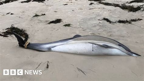 Dead Dolphins Washed Up On Jersey Beaches