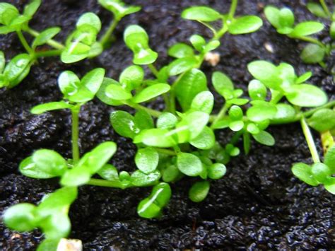 Хемиантус Куба (hemianthus cuba): фото, содержание в аквариуме