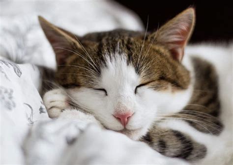 General Overview of a Cat - Characteristics of Cat - Pets Care Tips