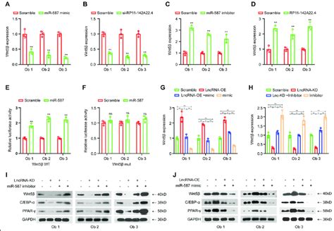 Rp A Promotes Adipogenesis Through The Mir Wnt Pathway