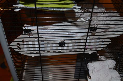 Лайфхак для крыс