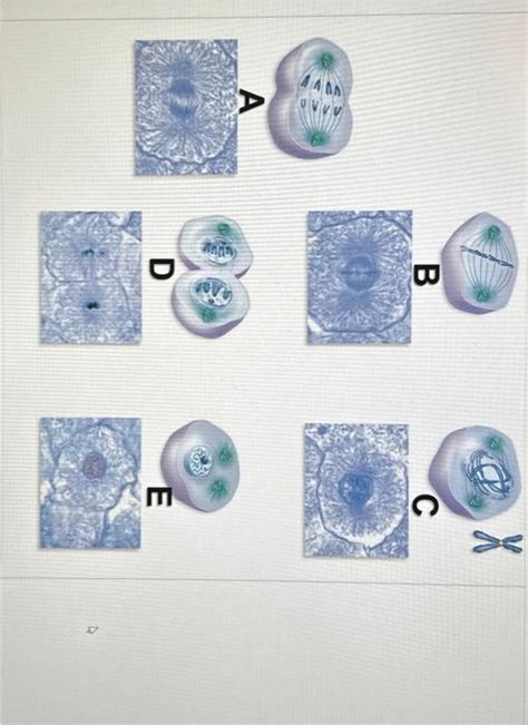 Solved What mitotic phase is cell A in? What mitotic phase | Chegg.com