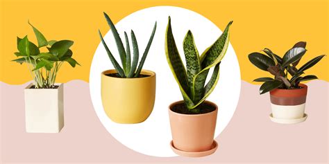 12 plantas que atraen energía positiva al hogar y al organismo