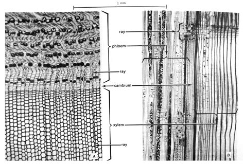 Lecture 12 Vascular Cambium