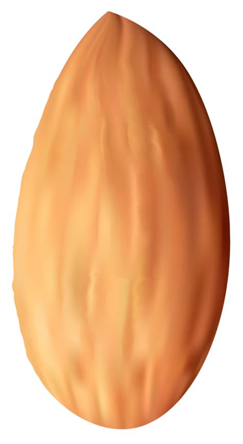 Single Of Almond Nut 12596335 PNG