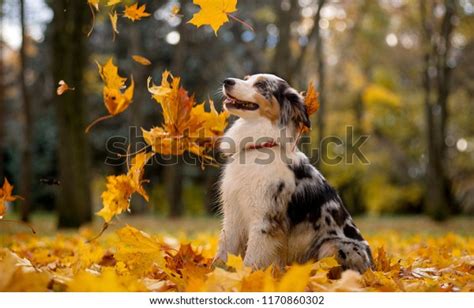 Aussie Australian Shepherd Marble Fall Pile Stock Photo Edit Now