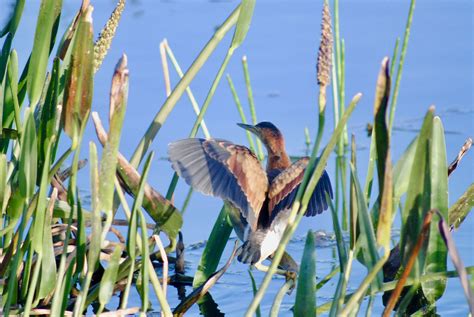 Least Bittern