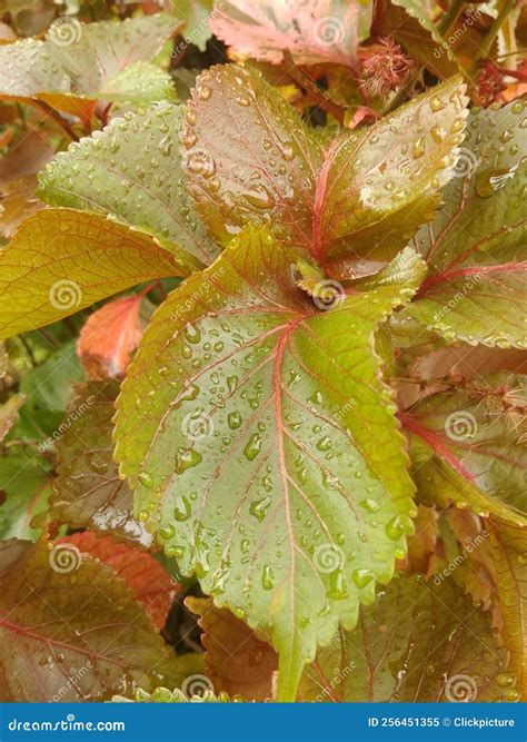 Acalypha Copper Leaf In Water Drop With Nature Stock Image Image Of