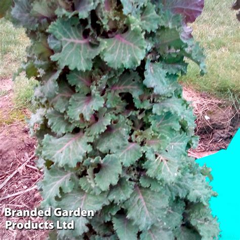 blue kale seedlings