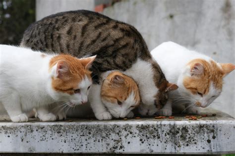 Four Domestic Cats Eating Together Outdoors · Free Stock Photo