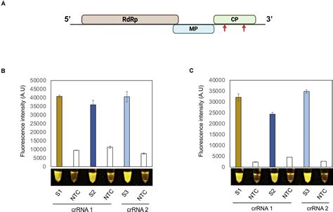 Frontiers Efficient Rapid And Sensitive Detection Of Plant Rna