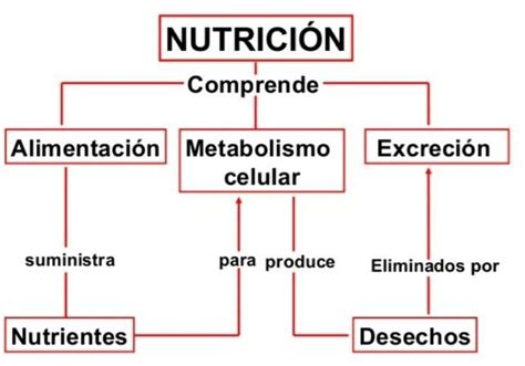 Realiza Un Diagrama De Flujo Sobre Las Etapas De La Nutricion Brainly Lat