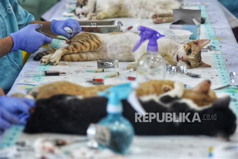 Tekan Populasi Kucing Di Jakarta Sudin KPKP Gelar Layanan Sterilisasi