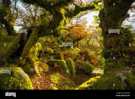 Wistmans Wood Dartmoor Devon England Stock Photo Alamy