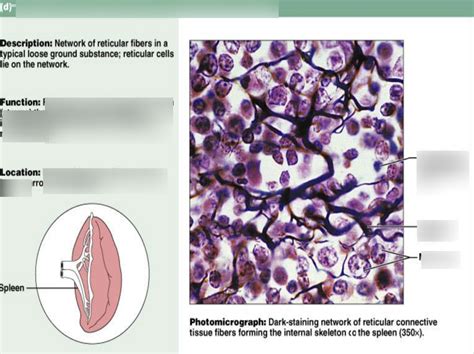 CONNECTIVE TISSUE CHAPTER 2 Diagram Quizlet