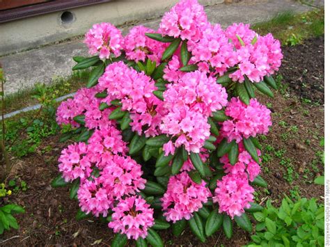 Рододендрон Гаага (Haaga). КФХ