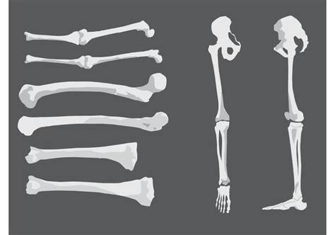 Bone Vector Art Icons And Graphics For Free Download