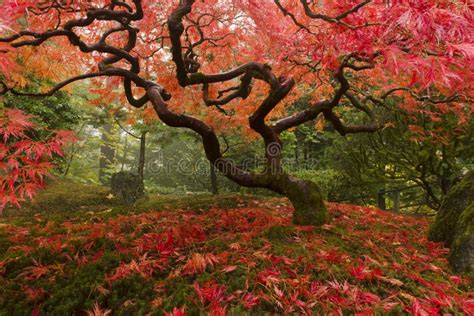 Arce japonés foto de archivo Imagen de turismo sereno 23730624