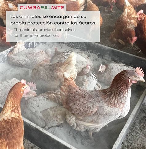 Acari Galline Rimedi Come Eliminarli