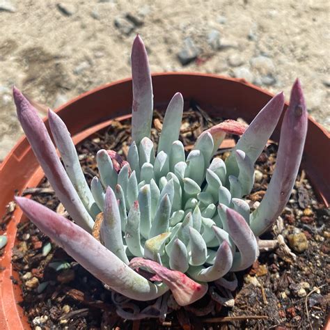 dudleya edulis finger tips siteone