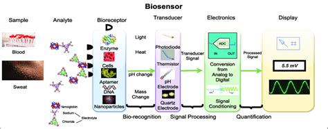 Parts Of The Biosensor 66 Download Scientific Diagram