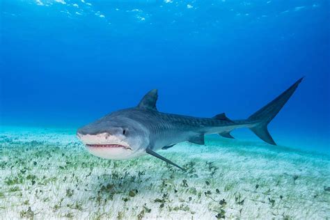 Sharks In The Gulf Of Mexico Hunt In Shifts To Avoid Each Other New