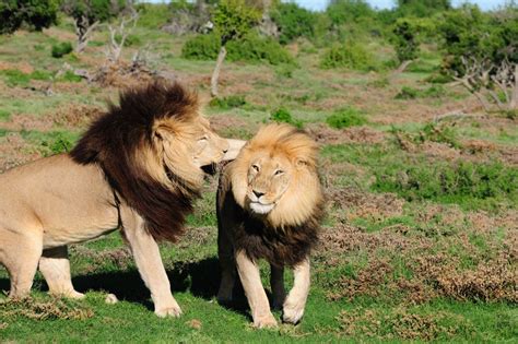 Due Leoni Di Kalahari Che Giocano In Addo Elephant National Park