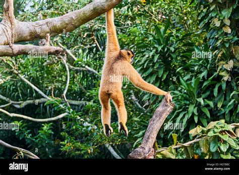 Singapore Singapore Zoological Gardens Mandai Zoo Stock Photo Alamy
